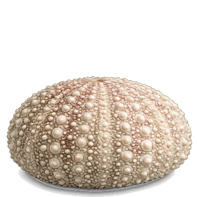 Urchin