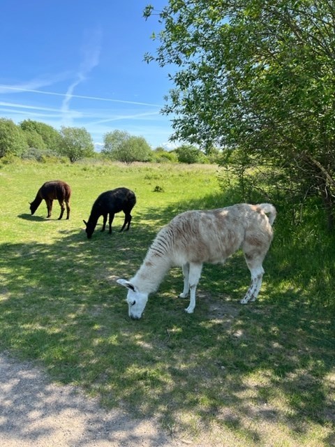 ae6c8cde-794c-4dc1-bd1c-e5ddeae1fe45_l.jpg (480×640)