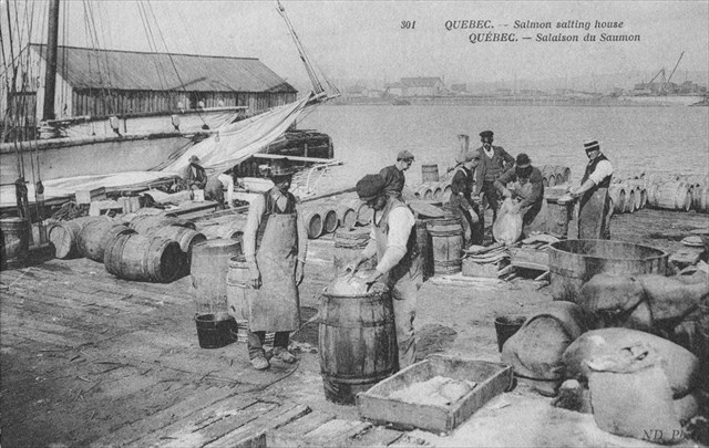 Quai de Québec, Salaison du saumon, 1907 Quai de Québec, Salaison du saumon, 1907