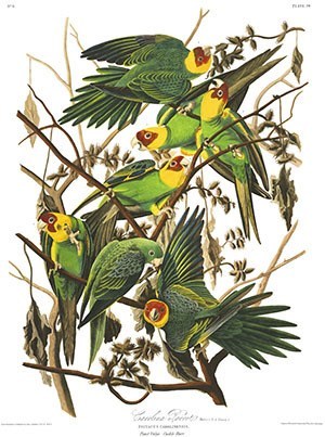 Audubon Illustration of Carolina Parrot
