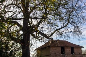 Le marronnier de la ferme Malplaquet
