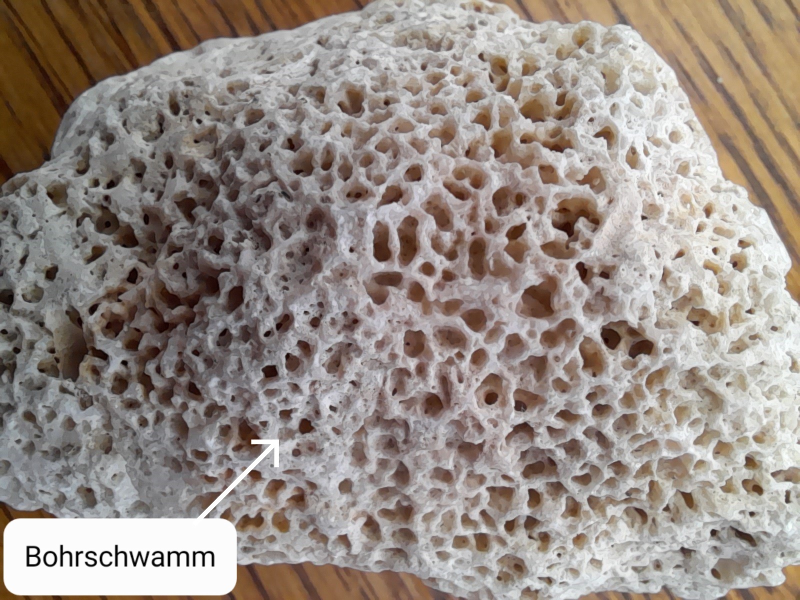 Bohrschwamm