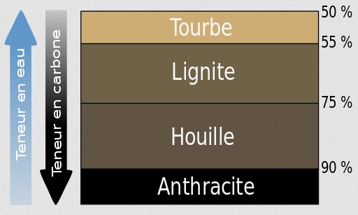 La formation du charbon