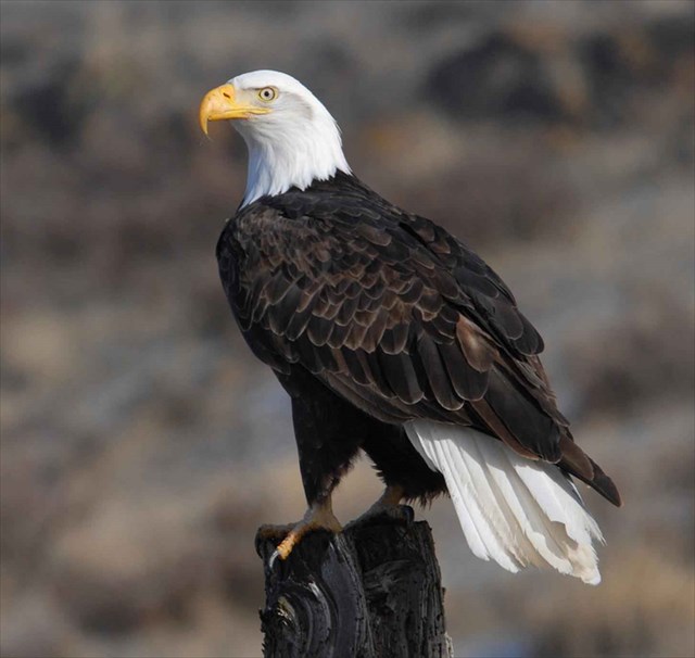 GC6TNMM Eagles (Traditional Cache) in Kentucky, United States created