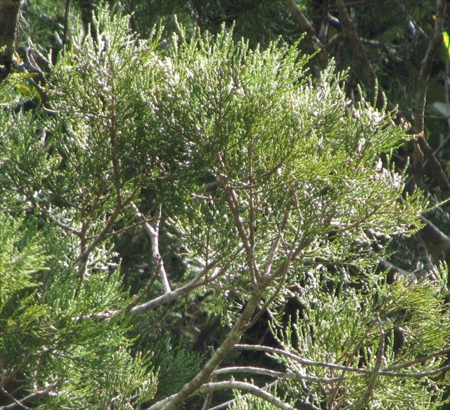 GC6BJNT NZ Native Trees 18 Kahikatea (Upper Hutt) (Traditional Cache) in North Island, New