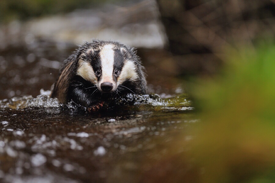 Fotograrie Jezevce 2