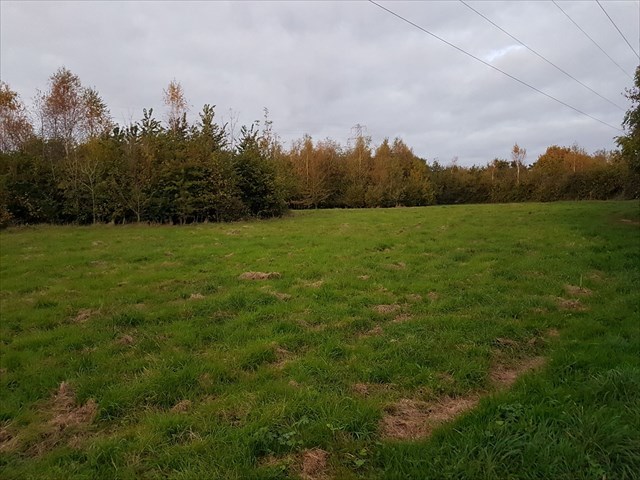 Topsham Millennium Woods