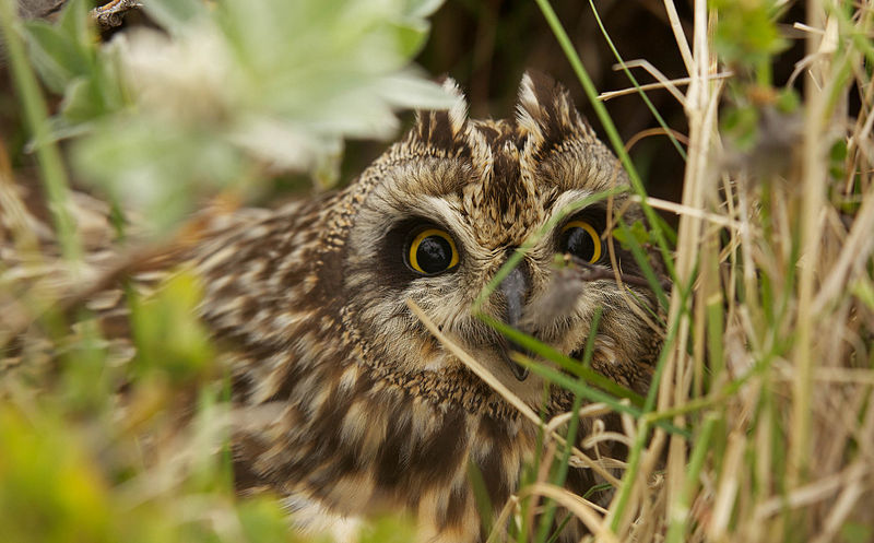 Näytetään 794px-Asio_flammeus_Delta_BC_4.jpg