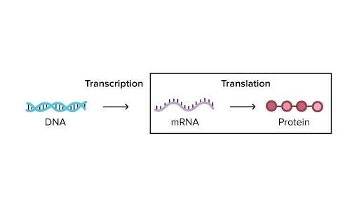 Proteinbiosynthese
