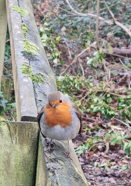 Robin