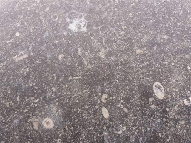 Earthcache fossiles Amsterdam