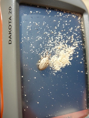 Antlion