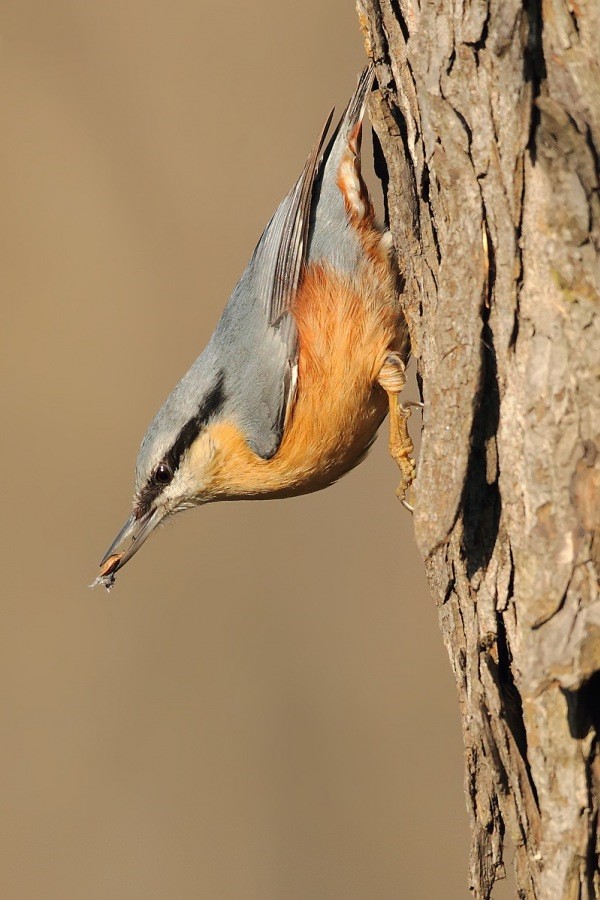 Fotograrie Brhlíka #1