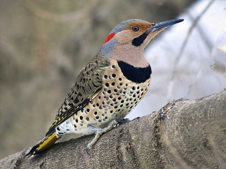 WPL18-2: Northern Flicker