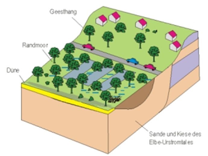 Schnittzeichnung durch das Moor
