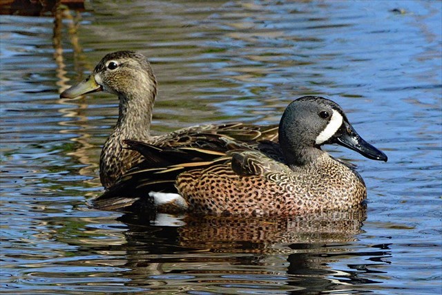 Pair of Blue Winged-Teals (female on left, male on right)
