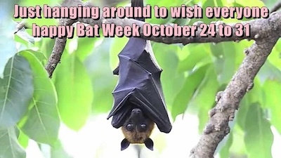 Bat Week
