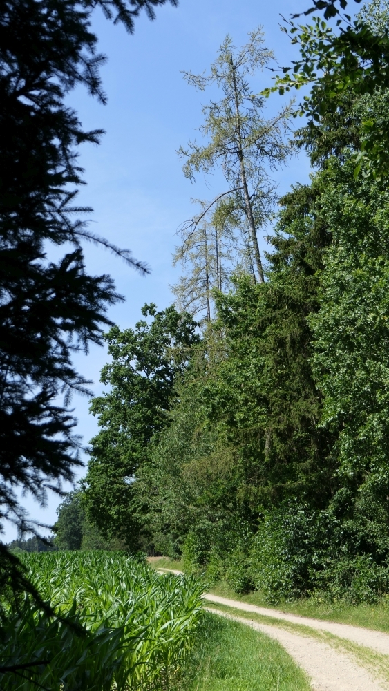 Bei den großen Bäumen