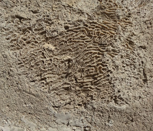 Bryozokenkalk
