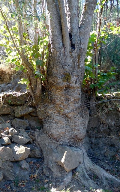 Arvore templaria