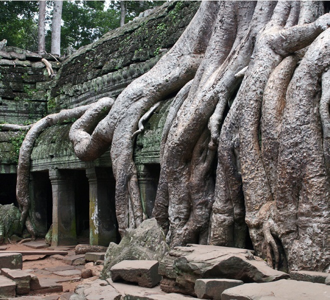Meteorización biológica