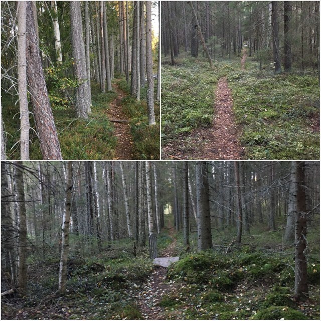 Tumma metsä