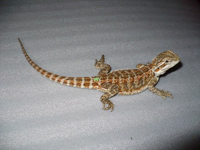 Monty