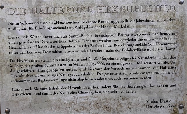 Halterner Hexenbuchen