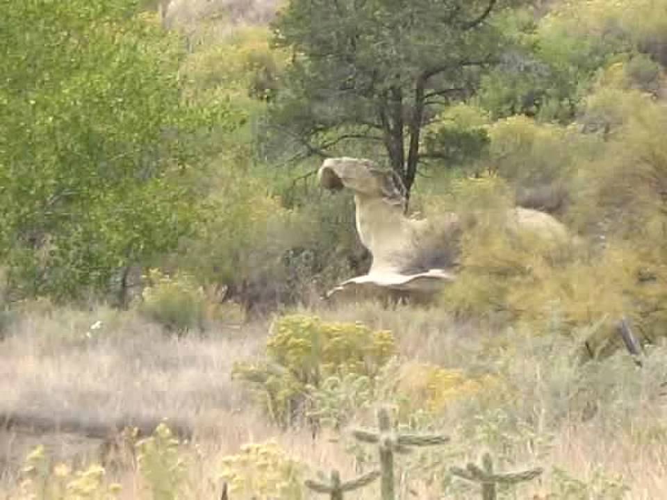 Rock formation that looks like a fawn