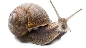 Schnecke