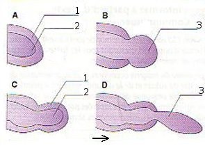 Formation Pilows Lava