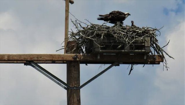 Electronic Evergreen