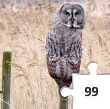 Jigsaw puzzle - Lappuggla