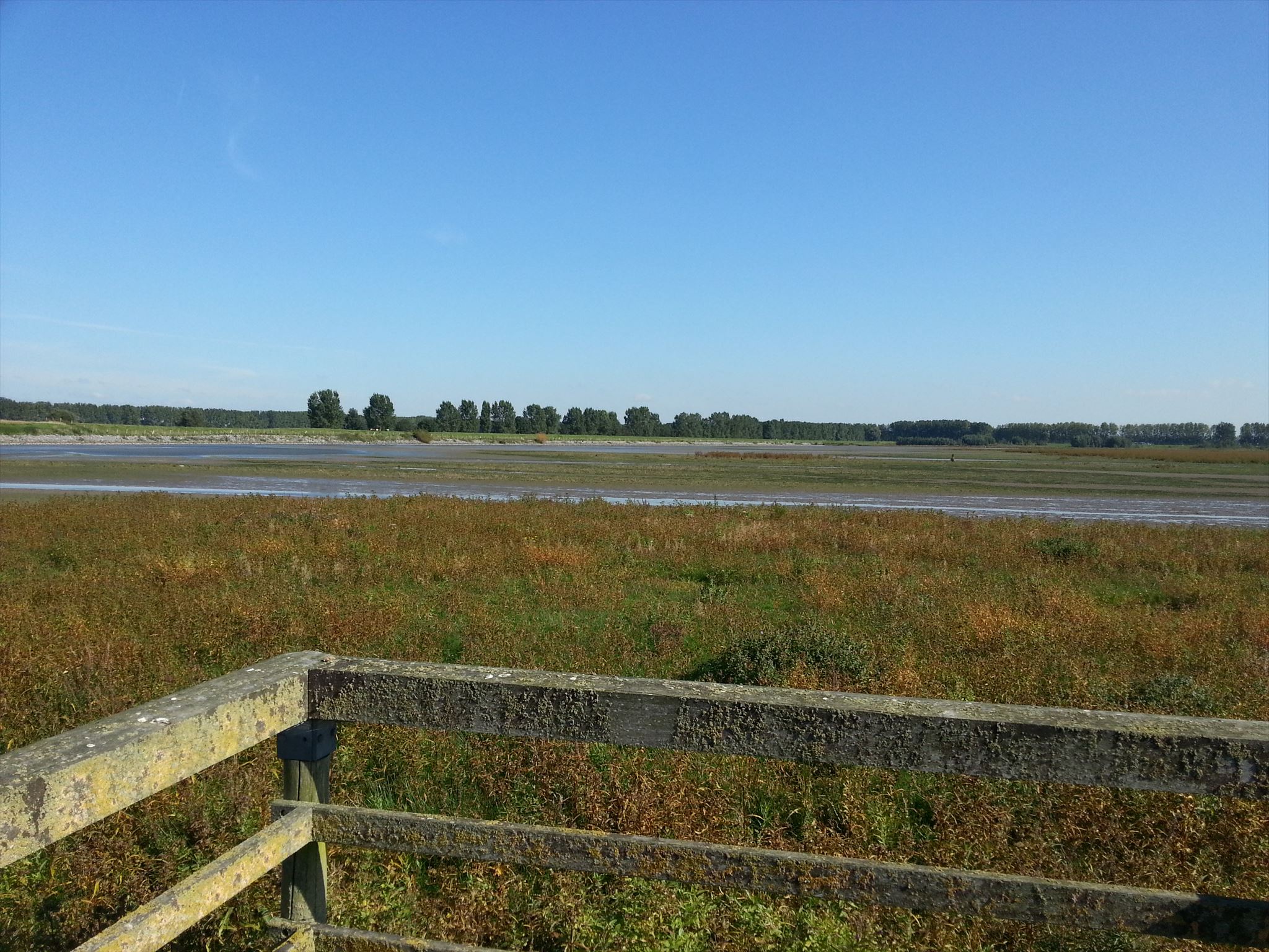 De Oosterse bekade gorzen