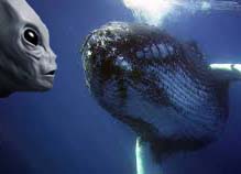 Whale of a conversation