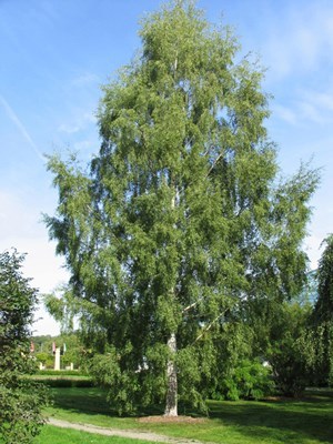 Ornäsbjörken - Riksträdet