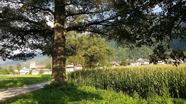 Eichenwald und Stift