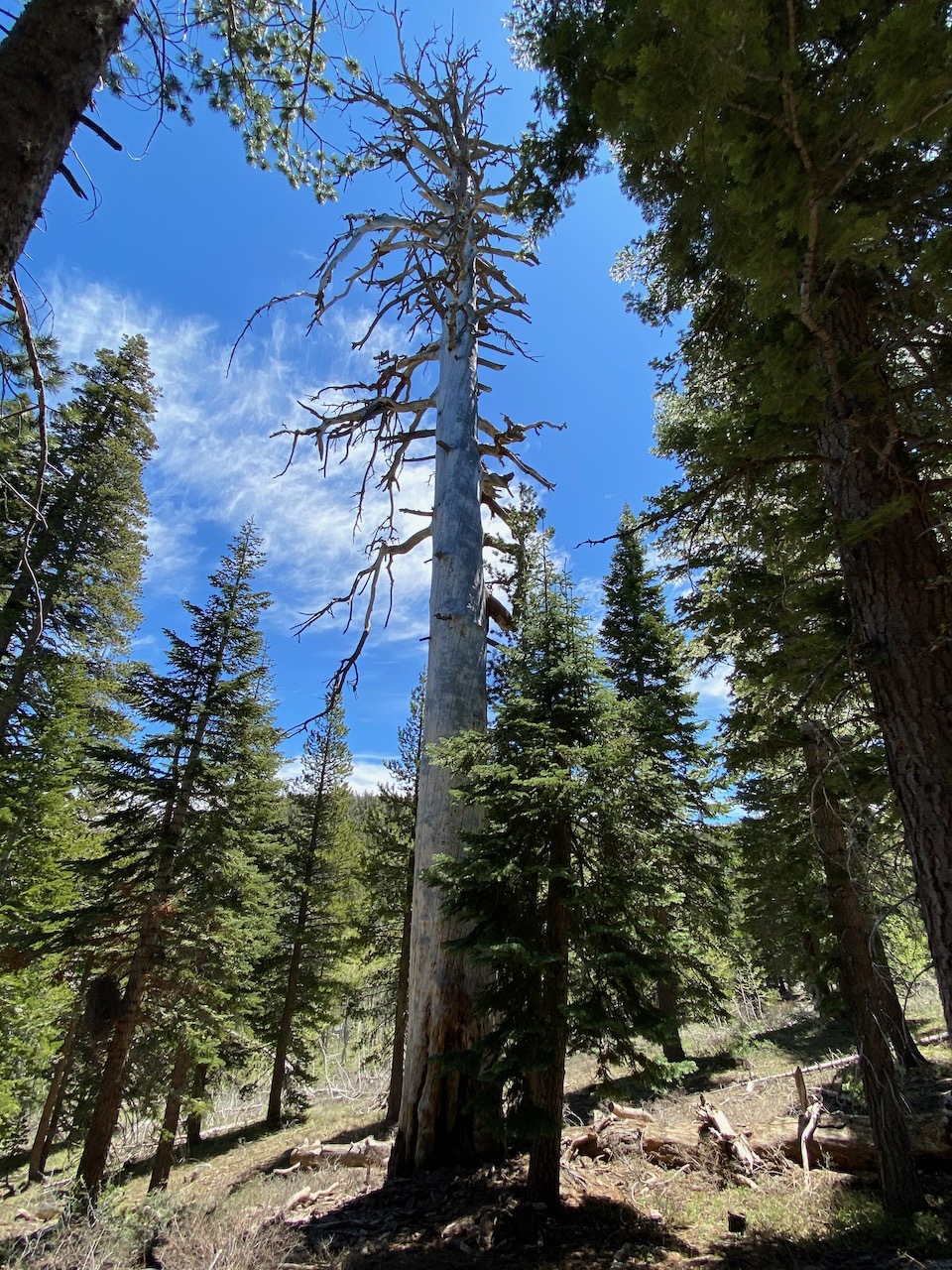 Darell Tree GC8RTAM Dardanelles Trail: Senior statesman (Traditional Cache) in ...