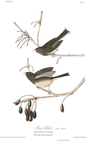 Audubon Illustration of Snow Bird - Dark-eyed Junco