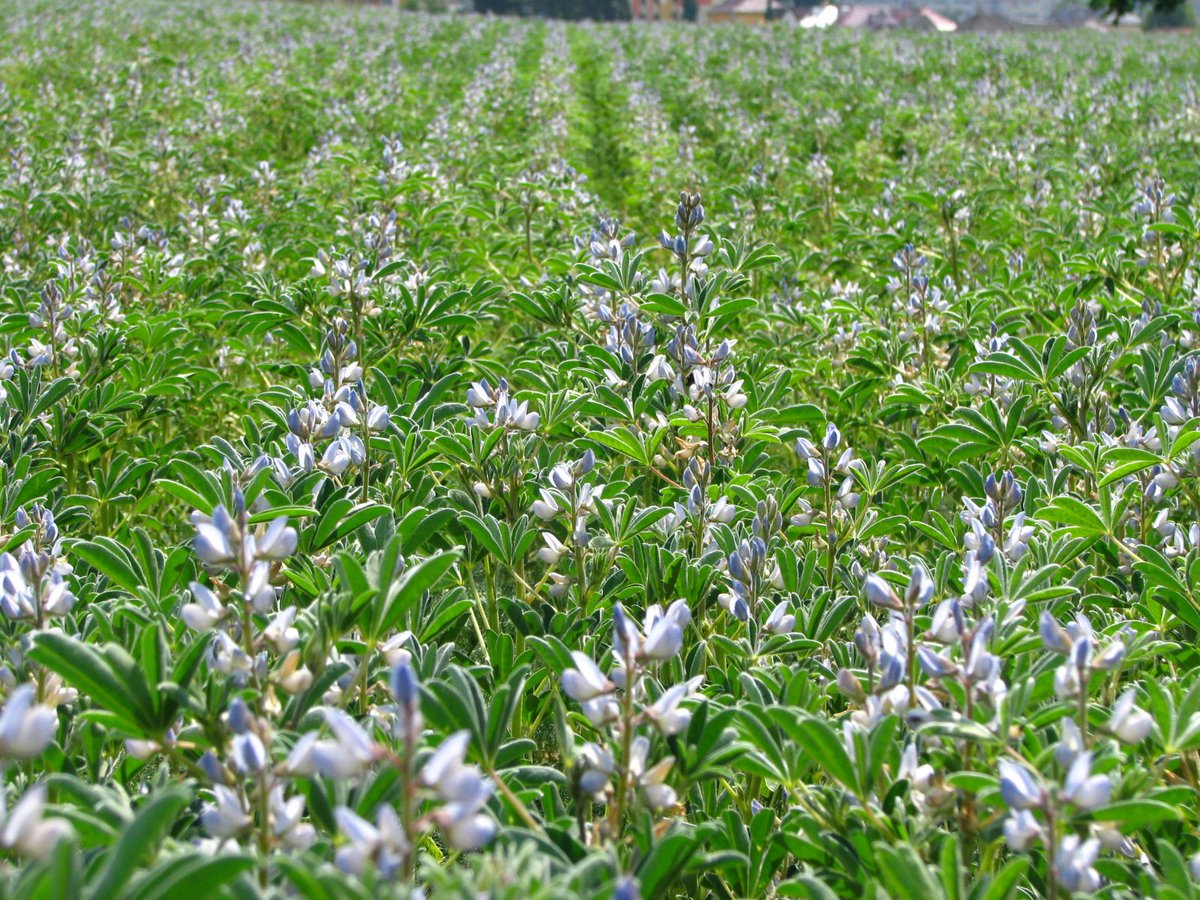 odrůra lupiny bílé Zulika