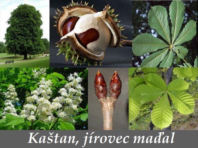 Jirovec madal, kastan konsky