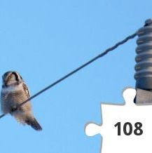 Jigsaw puzzle - Hökuggla