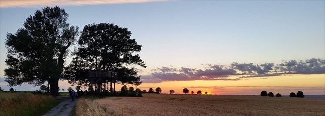 Sonnenuntergang an der Pappel