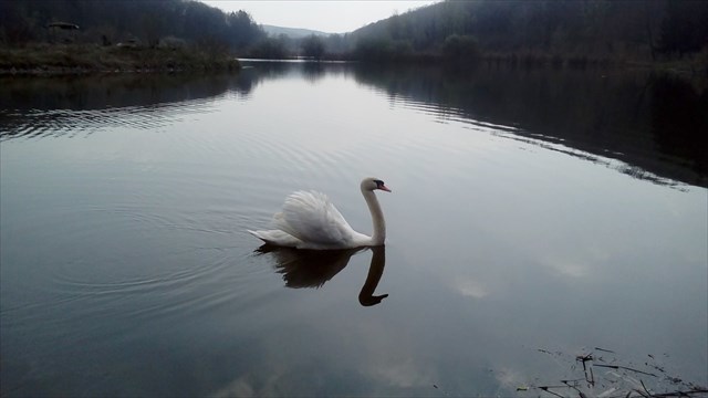 Swan Lake