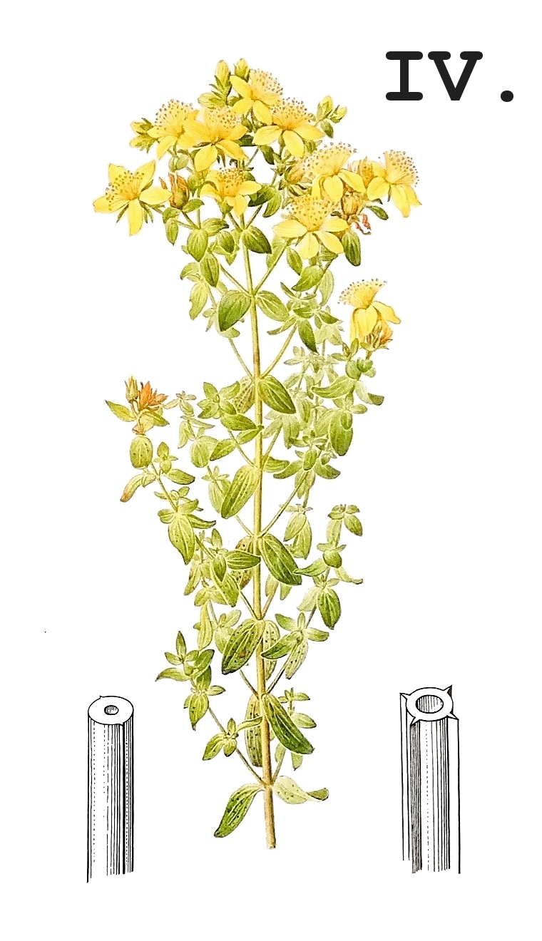 bylinka IV