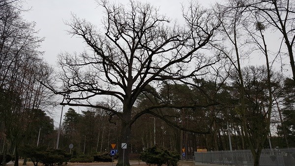 dąb szypułkowy - start po BONUS