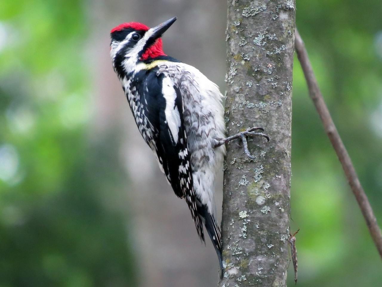 WPL18-2: Yellow-bellied Sapsucker