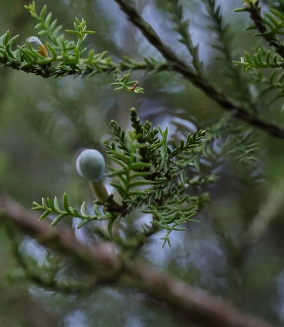 GC6BJNT NZ Native Trees 18 Kahikatea (Upper Hutt) (Traditional Cache) in North Island, New