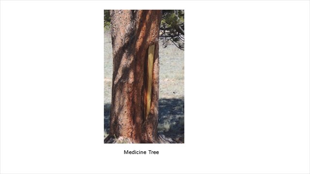 Medicine Tree