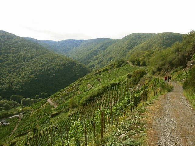 Kandidat 8 Rotweinwanderweg 2